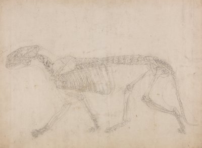 Vergleichende anatomische Darstellung der Struktur des menschlichen Körpers mit der eines Tigers und einer Kuh von George Stubbs